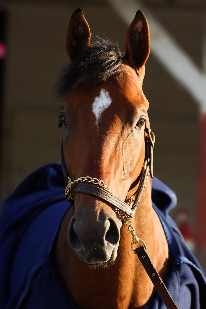 What. An. Athlete. JOURNALISM is your G1 Preakness winner! 🌼🏇🏻