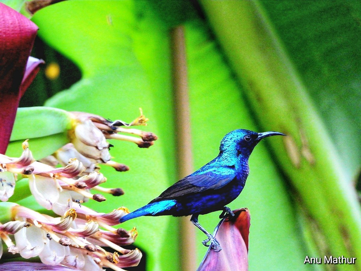 anuradhamathur's tweet image. Purple sunbird for #Sunday the banana flowers were such a magnet for the bird and for me magical #IndiAves #ThePhotohours #BBCWildlifePOTD #nature #birds #Nikon #Rishikesh @UTDBofficial