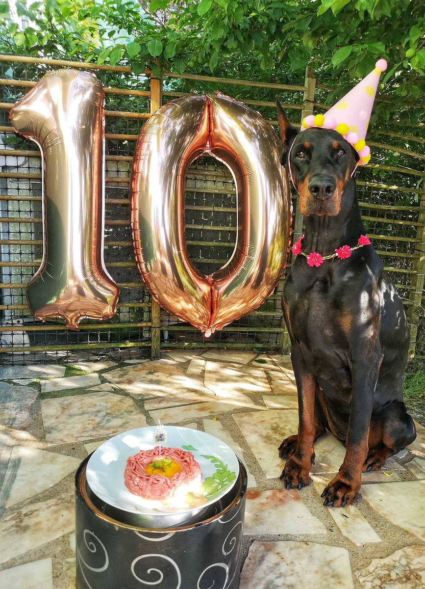 Eva is 10 years old today! Give her a heart ❤️! #doberman #dogs #happybirthday