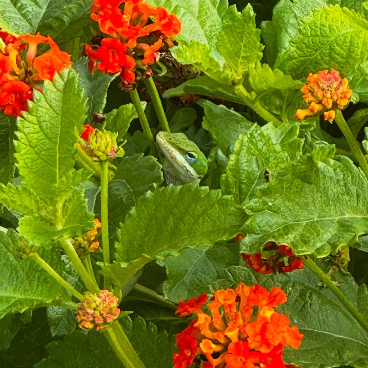 kristinethall's tweet photo. Lizard in the lantana! I swear, he posed for me. Loving all our happy #texasnative plants and the critters who hang out ‘round them.
#texasnatives #nativeplants #flowersinbloom #anolesofinstagram #anoles #happyplace https://t.co/J7QWXVKaSU