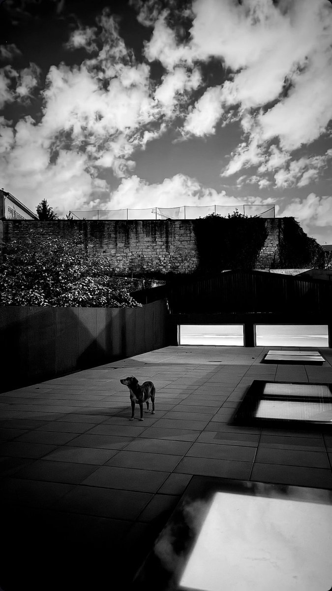 Daniel Knox tweet media