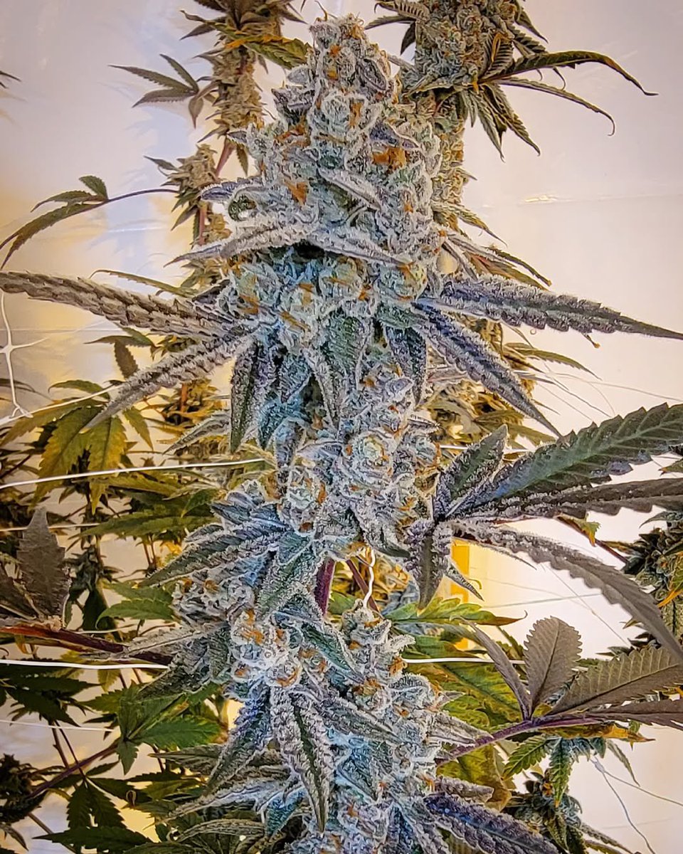 She don't have a Name yet but she's looking  🔥💯 the cross is Divine Kush Breath x Sugar Lips. (Sugar lips = Sundae Driver x Banana OG