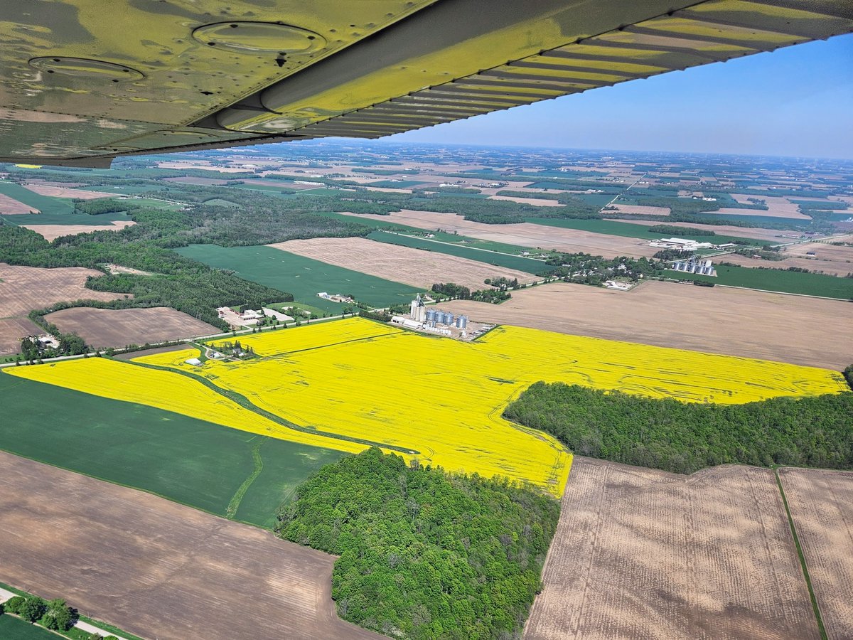 PappleAviation's tweet photo. There aren't a lot of canola fields in our area so it's always a treat to spot one. When they're in bloom we you can see them from miles away! These 2 photos are of the same field, near Varna, taken May 10th and May 16th.
#canolafields #ontariocanolagrowers #ontariofarmers https://t.co/pScb5XqmUZ