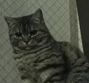 AlphaLeeSol's tweet photo. @SolportTom $FUKU
Organic Cat chosen by the Bonk community
5gM1sWGirwYBw6q5vTL98YtYfobo2tQzVW2W8cnXbonk https://t.co/cxNQ3uuL18
