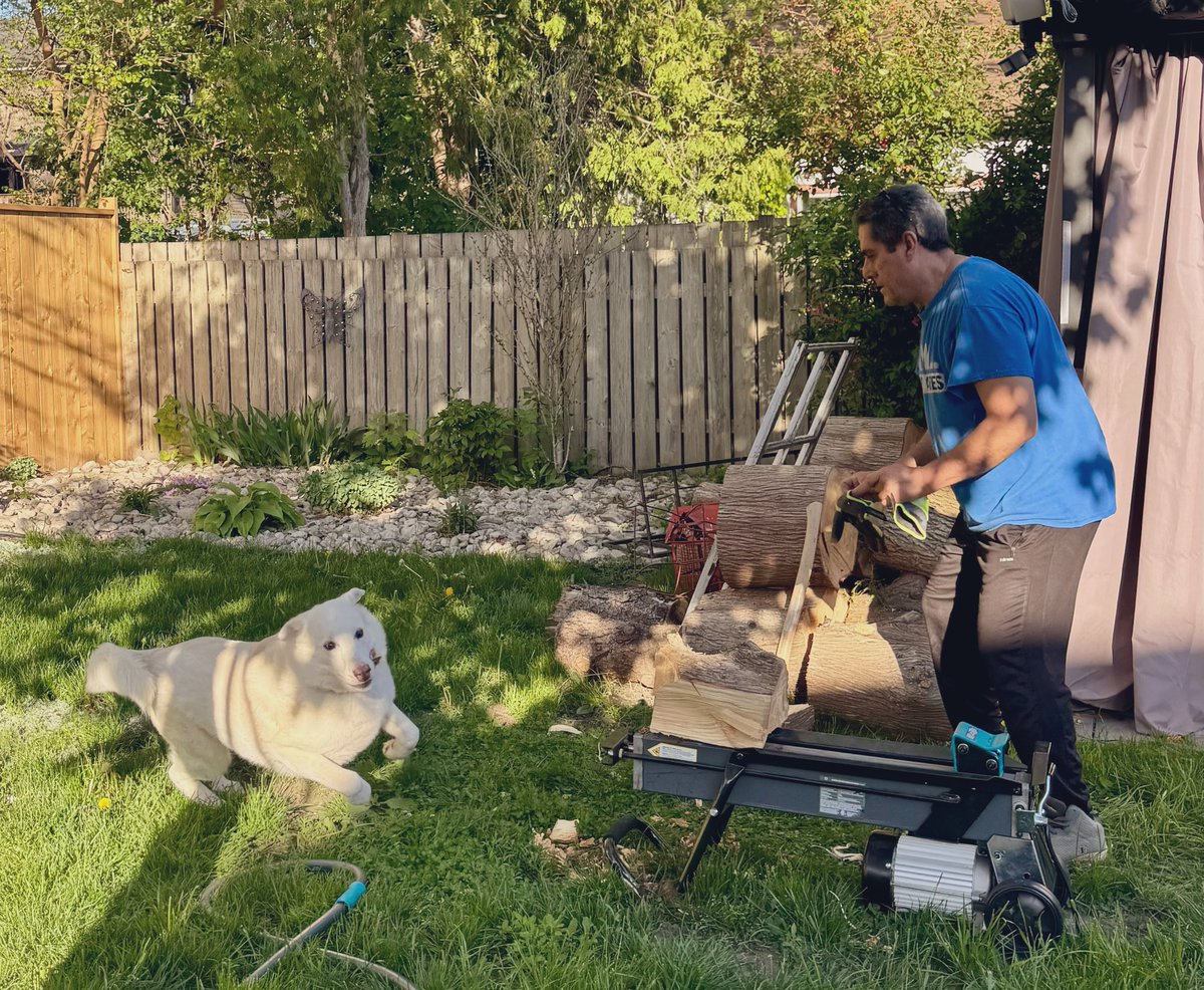 sadie_424's tweet photo. Daddy was splitting some wood and this is me doing the equivalent of “Dad, Daddy, Daaaad, LOOK AT ME! Look how fast I am dad! I’m so fast! I’m fast as F baybeeee - DAD LOOK!” 😂😂😂 #zoomies #yardwork #longweekend #maylong https://t.co/iDu8eTCpr4