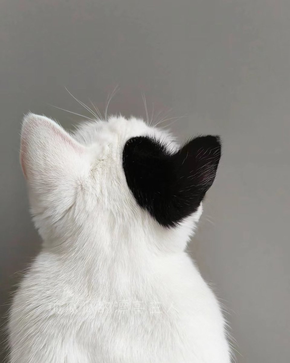 TodoDiaGatinhos's tweet photo. https://t.co/nxDJp3R5jK
