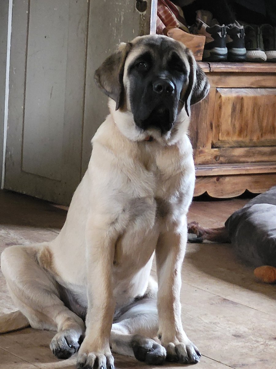 Can't say enough of how she is healing my heart😍 5 months old and more than 60lbs with a heart of just love and loyalty. It's no wonder they weigh so much, their hearts are so big!