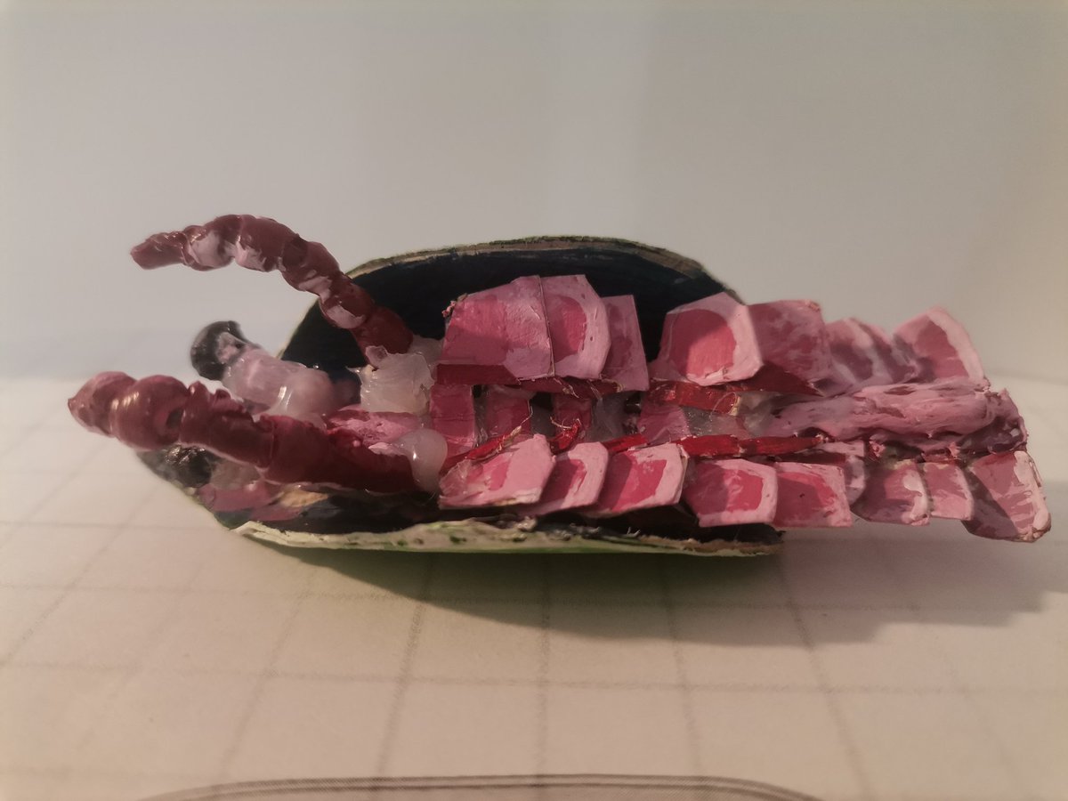 Erratus sperare model I made today