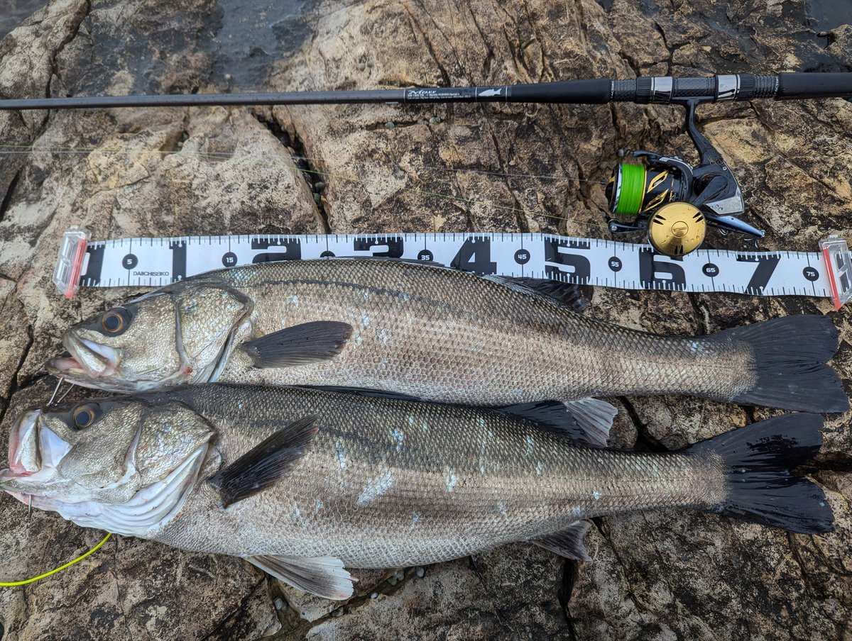 高波、悪天候過ぎて誰も居なくて撃ち放題♪と思ったけど波に吹っ飛ばされた時、あっそーいうことか…と思った😅
#男鹿
#磯マル
#サラシ撃ち
#高波
#真似しないで下さい
＃2キャッチ
#1バラシ