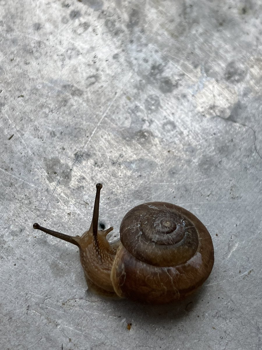 なんか梅雨みたいに蒸し暑いなあと思っていたら…見つけた！
20250518
