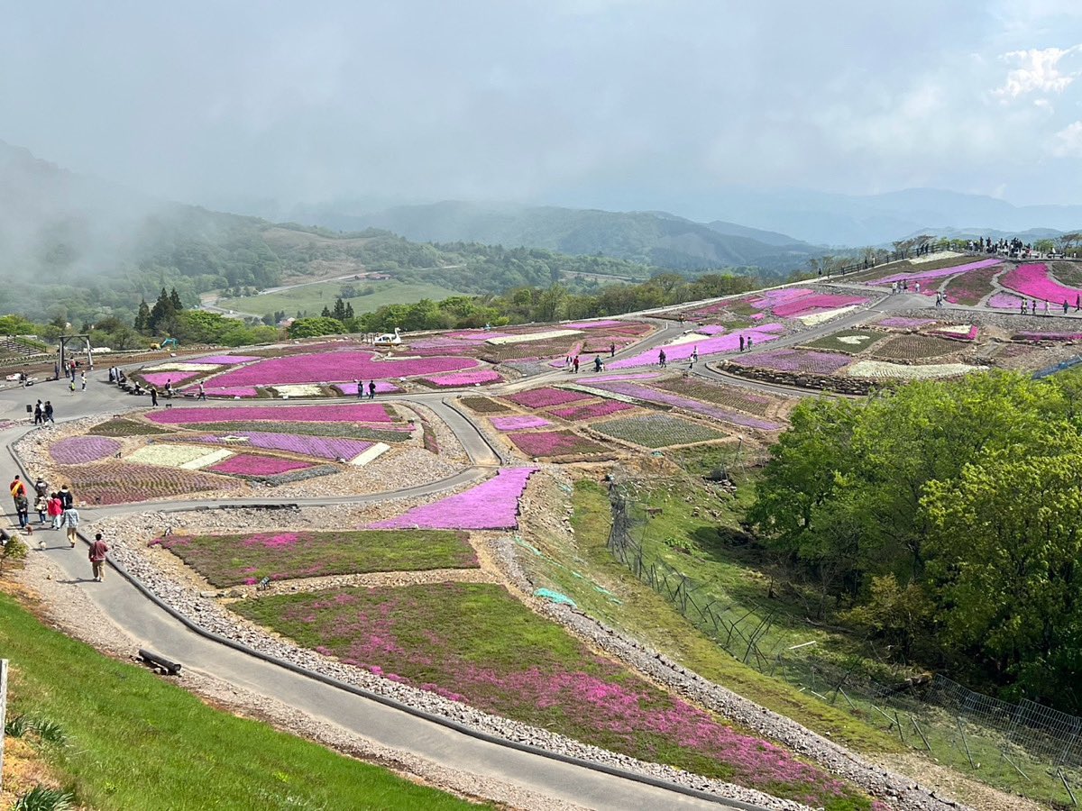 今日はいい天気です^o^
丘中央は見頃^o^

#茶臼山高原 #茶臼山芝桜
