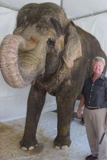 Trijosh1's tweet photo. 4 years ago....

Tai the Elephant, portrayer of Shep, passed away.

#Tai #TaiTheElephant #RestInPeace #RIP #RestInPeaceTaiTheElephant #RIPTaiTheElephant #4yearsago #GeorgeOfTheJungle #Shep #4thanniversary #happy4thanniversary https://t.co/ZggKGy9Z2U