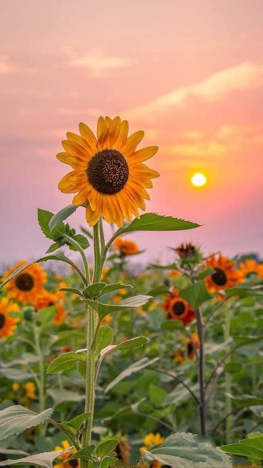 sunflow23002724's tweet photo. ไม่มีใครดีไปหมดทุกอย่างหรอก แม้แต่คนที่ดีที่สุดก็ยังมีข้อเสีย.🤍🌻 https://t.co/R9D89hPibE
