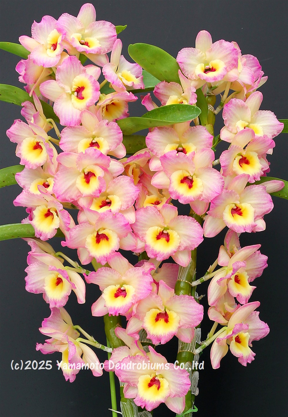 Yamamoto Dendrobiums (@YDendrobium) / X