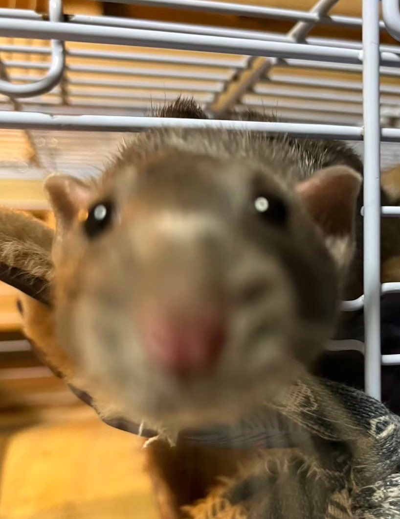 쥐배자 tweet media