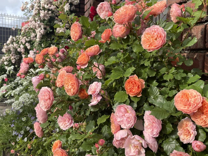 最近きれいなお花やすごい!ものを見ると「うわーきれい!」「うわーすごい!」と思うだけでなく声に出してしまい胸中に収める筋力の衰えを感じるがこういう方向の筋肉はユルユルでいいのかもしれない