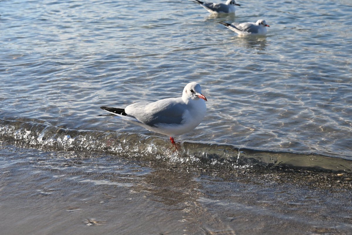 #お台場海浜公園 
#写真好きな人と繋がりたい