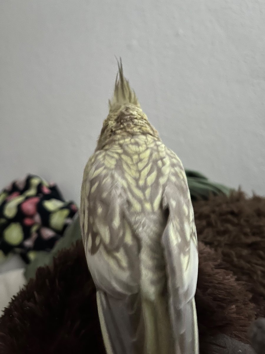 guys i found this pineapple and its really chill