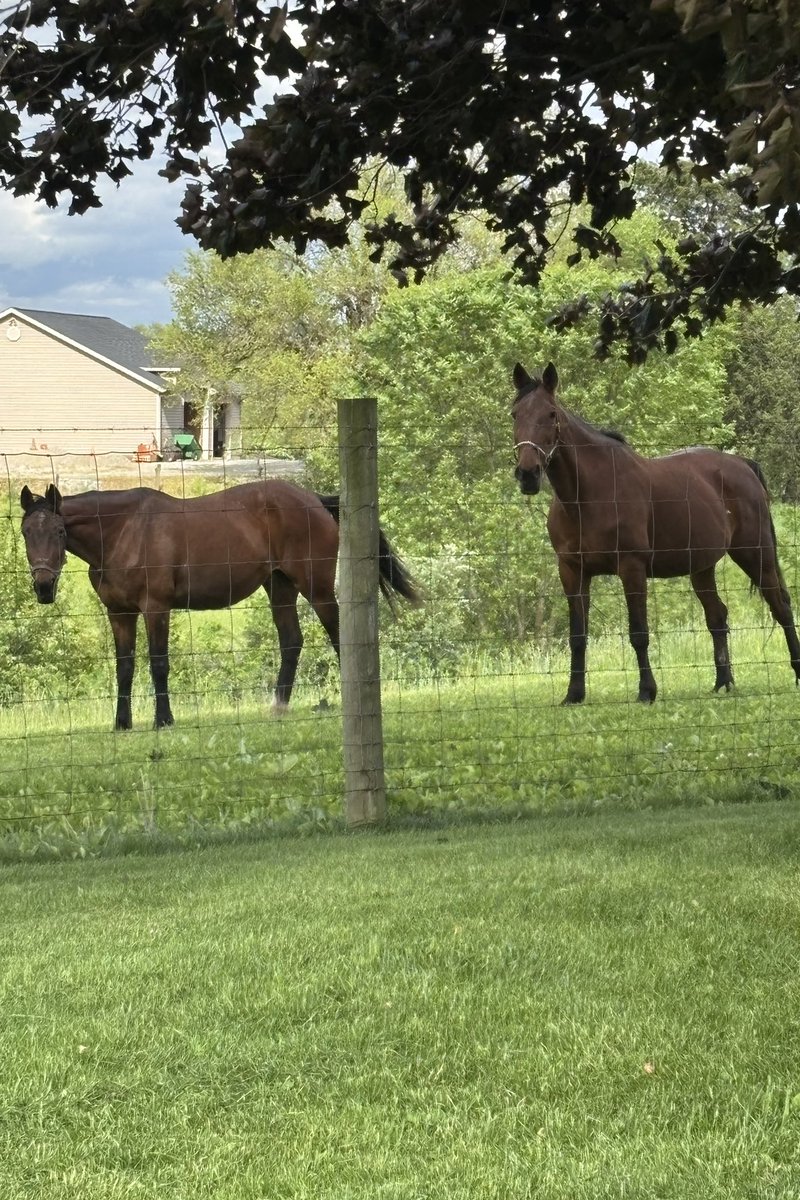 The girlz looking good for 30 and 25💕 a mere $199k between the two of them and over 50 wins not too shabby for that long ago. #lookingood #retiredstandardbreds