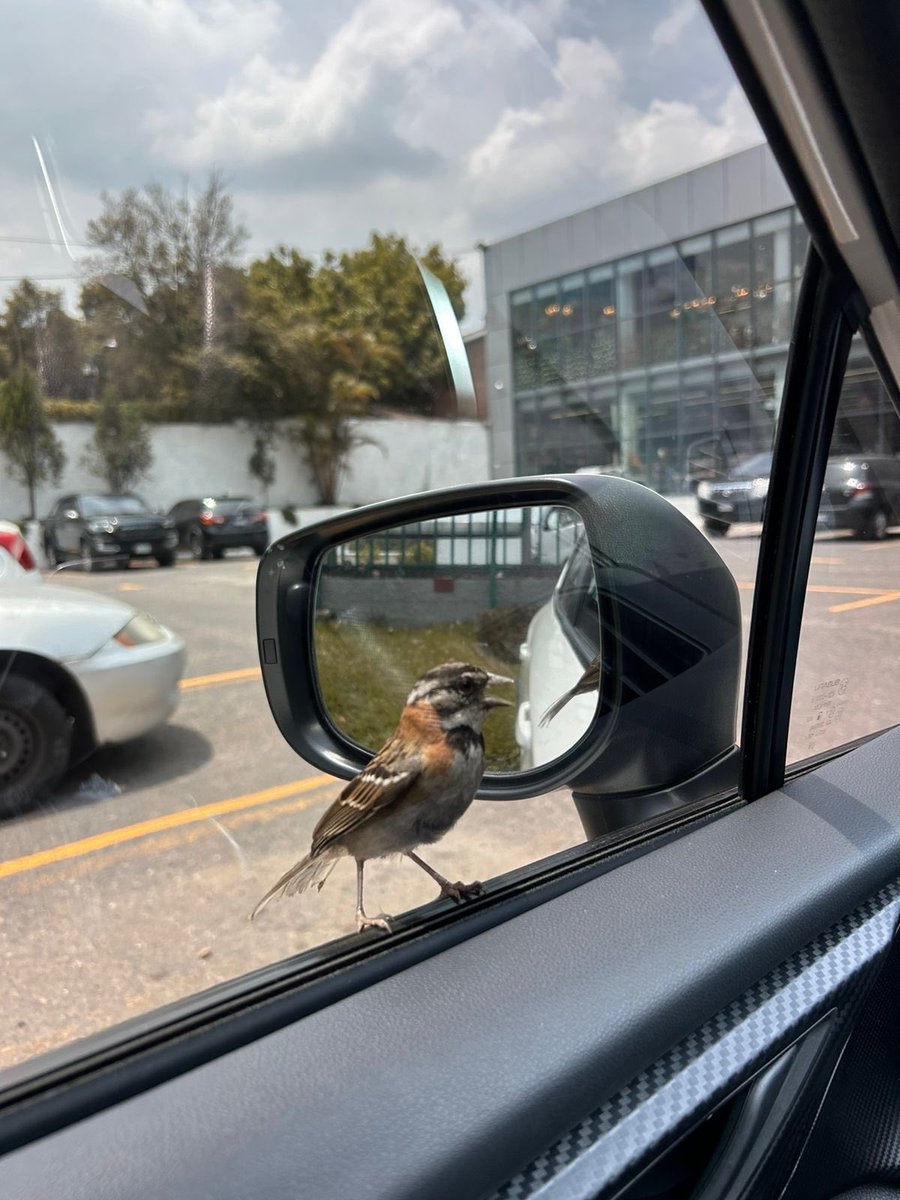 LaBelfig tweet media