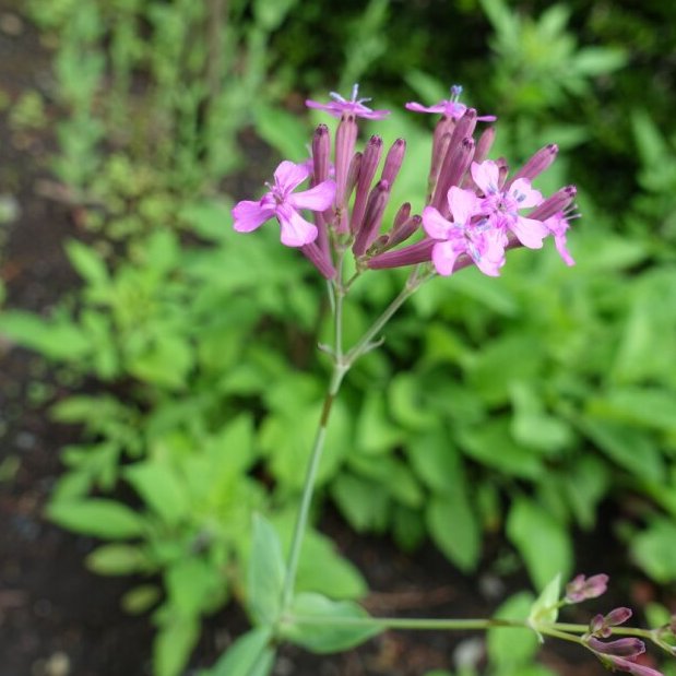 TonogayatoTeien's tweet photo. #ムシトリナデシコ は茎の褐色の粘液で虫を捕えます。皆様も #熱中症対策 と #虫除けを!
#虫捕り撫子 #殿ヶ谷戸庭園
#Catchfly or, #SileneArmeria traps insects with the stems coated with a brown sticky substance. Please prepare #HeatstrokeMeasures & #InsectRepellent.
#TonogayatoGardens https://t.co/D2gfudoqBg