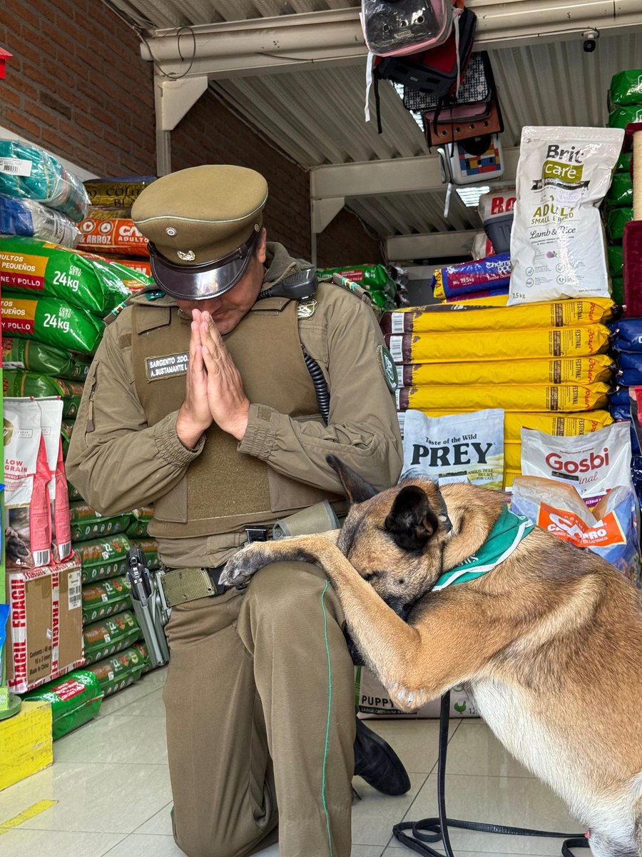 El perrito Jack de <a href="/Carabdechile/">Carabineros de Chile</a> que atrapó a un malandro el otro día fue premiado por un comerciante de Curicó con un saco de alimento y así lo agradeció Jackcito y su carabinero. Amo esta tierra loca y buena, qué hermoso ser chileno.