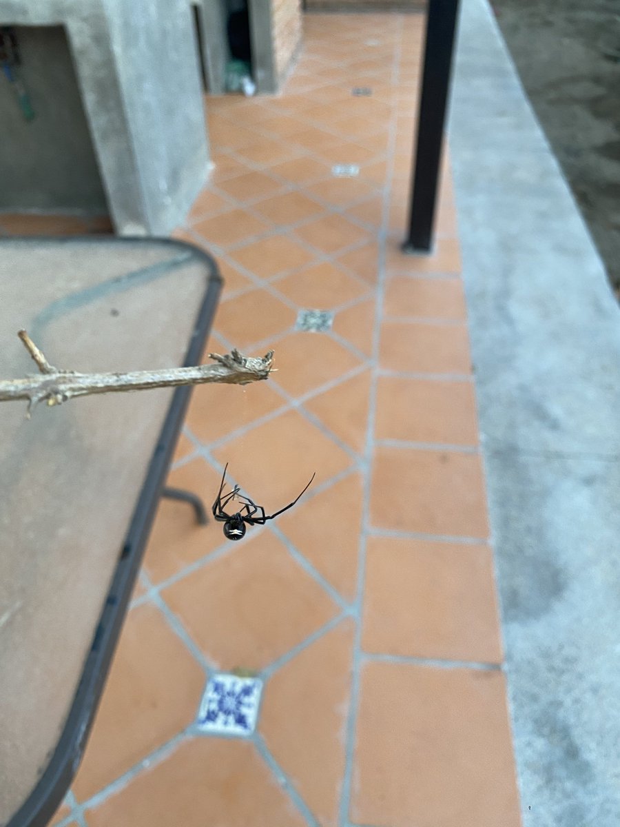 DavidCruda's tweet photo. @Arachno_Cosas buen día 
Mira lo que me encontré https://t.co/WaxDGezggc