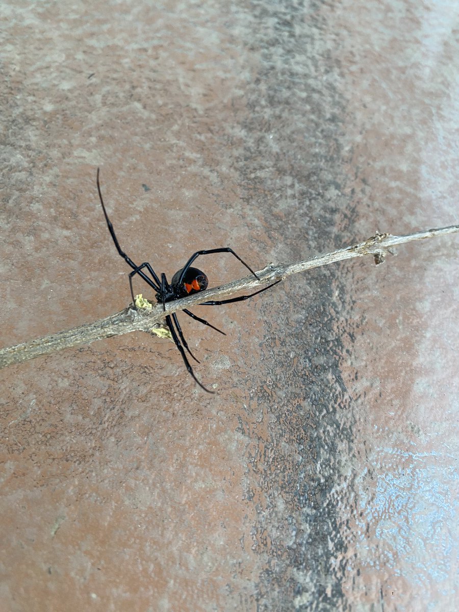 DavidCruda's tweet photo. @Arachno_Cosas buen día 
Mira lo que me encontré https://t.co/WaxDGezggc