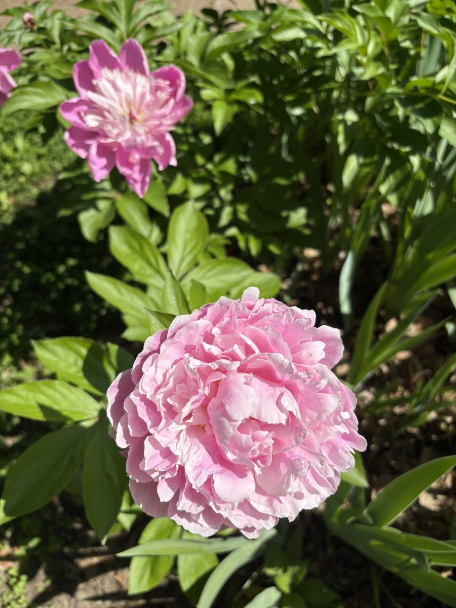 rhart94's tweet photo. I feel like the luckiest girl in the world to live in my dream house at TGP. here are all my spring beauties 🤍💛💜🩷🧡💚 https://t.co/zjIZlDhIXr