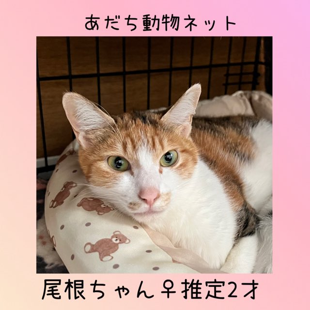 adachi_satooya's tweet photo. 尾根/メス/2～3才/不妊済
多頭崩壊家よりレスキュー
今まで人と深く関わった事がないにも関わらず、とても人が大好きです。
撫で撫ですると尻尾をピーんと立てて嬉しそうです。
現在子育て中ですので、譲渡は6月半ば過ぎになります。親子2頭でのお迎えも可能です。

＃第7回あだち保護猫たちの譲渡会 https://t.co/2605k6Xh8m