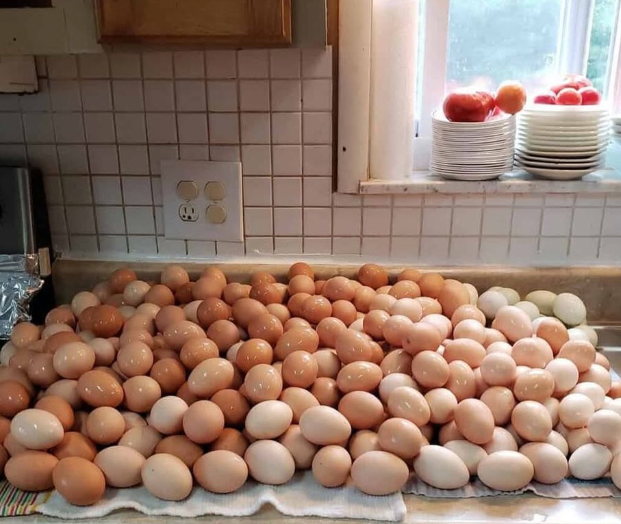 DJGould94's tweet image. Thinking about counting the chickens before these hatch