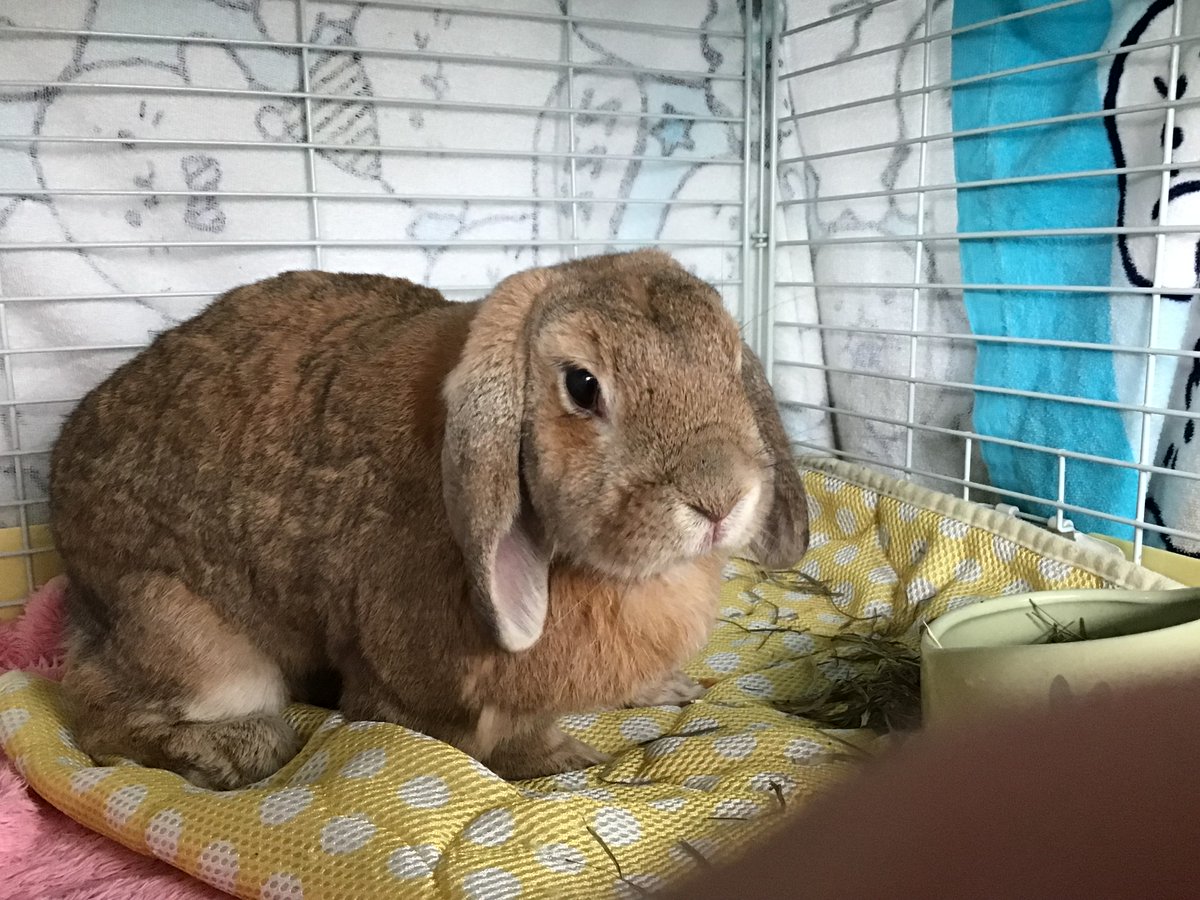 定期検診完了🐰尿素窒素の数値も良くなってた😀きなさん宮崎に帰るよ