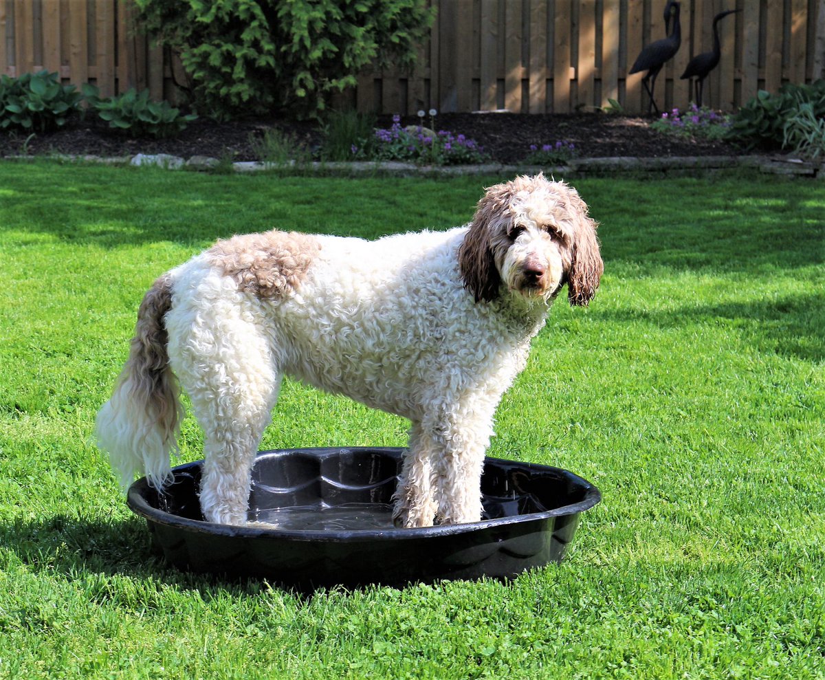 Nessa + Macie Doodle 🇨🇦 tweet media