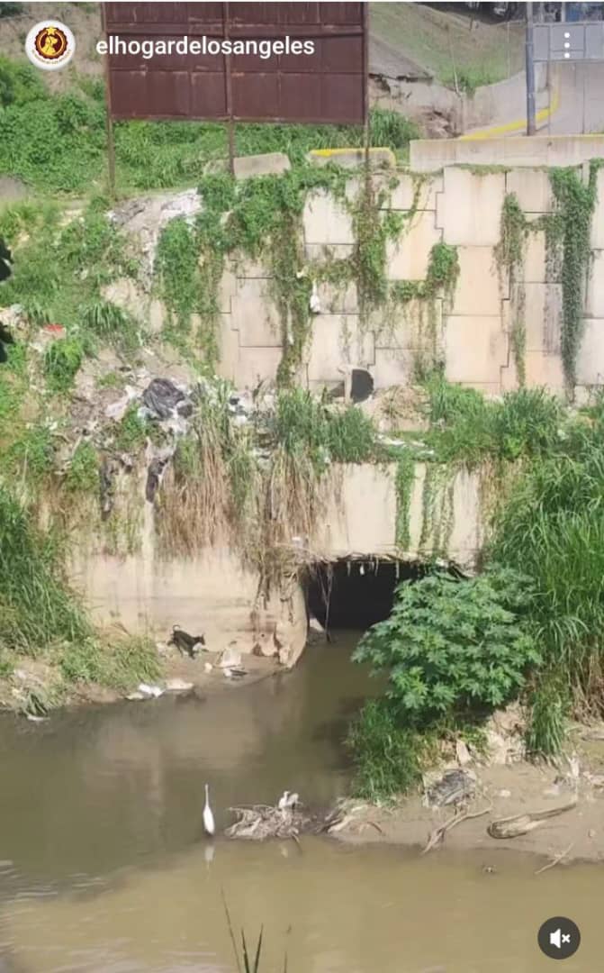 Reporta <a href="/Pedrojmartinez/">Pejoma</a>: Lo abandonaron allí porque tiene dos días ahí llorando. Es muy alto. 
Está detrás de la bomba de gasolina del Llanito. 
Ya se llamaron a los bomberos pero nadie ha atendido el llamado, si el río crece se lo llevará, ayuda pir favor.