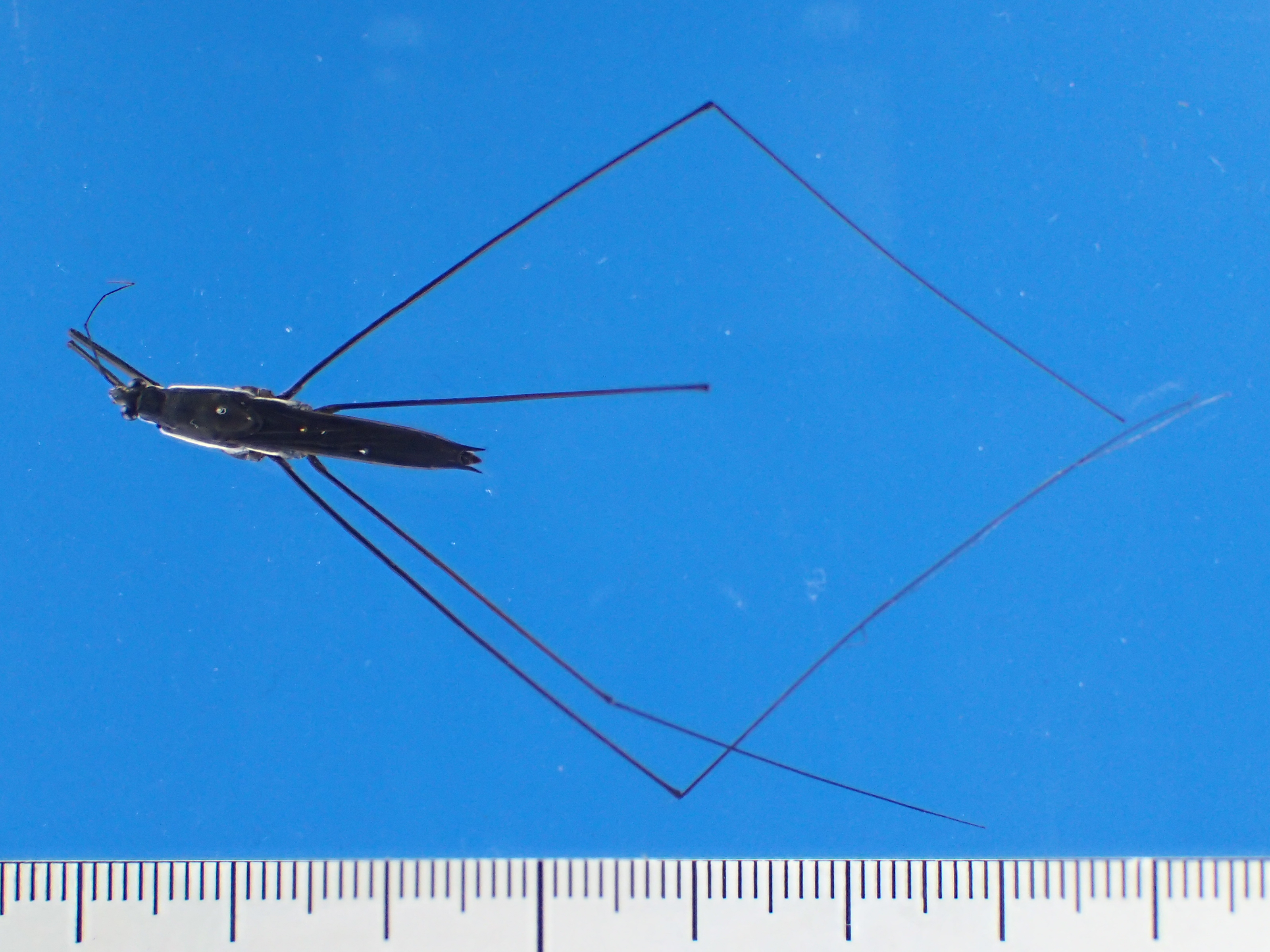 あめんぼ様 日本産Microvelia (Pacificovelia) について | テクニカルノート