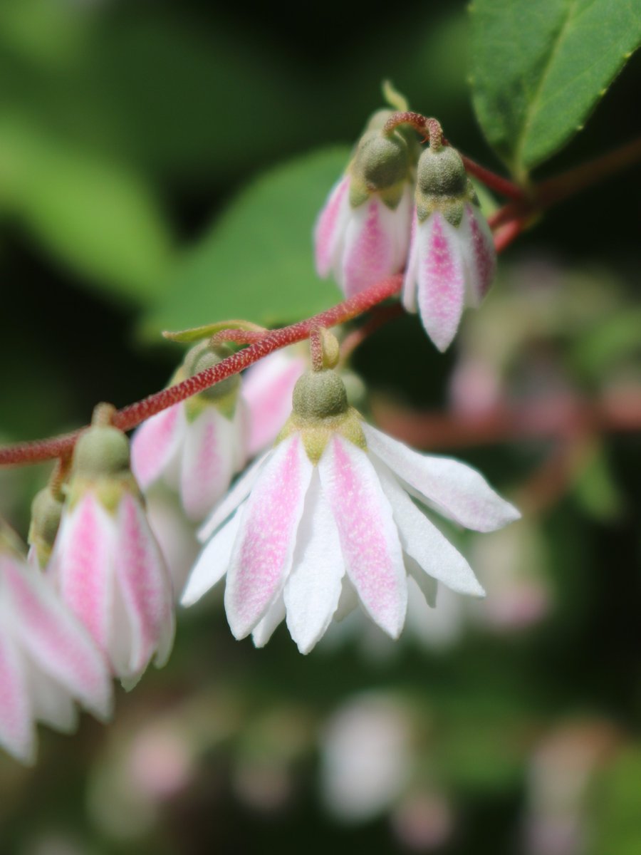 役立つ植物広場 では #ウツギ の園芸種「#サラサウツギ」が開花中です