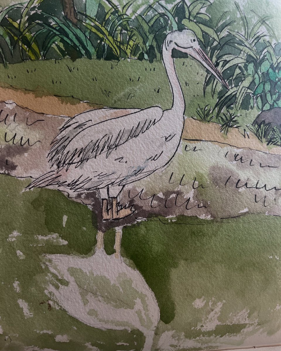 ymmtkozue's tweet photo. シンガポール動物園のペリカン描いたよ。絵を描くことは雑草や小石や、生活の中のなんでもない小さいことが愛おしく感じられる作業。 https://t.co/OBdBrOCiaI