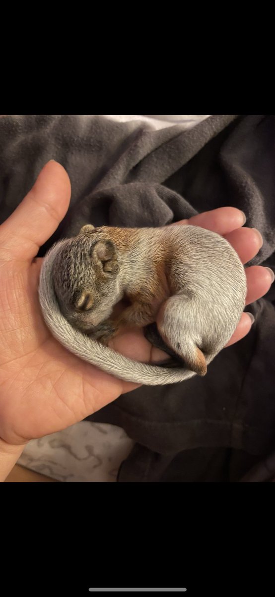 Doña Concha tweet media