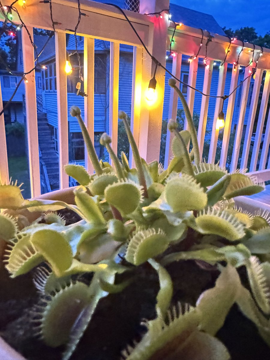 cursorhead's tweet photo. SHES GROWING FLOWERS!! https://t.co/Ti5IUypCeg