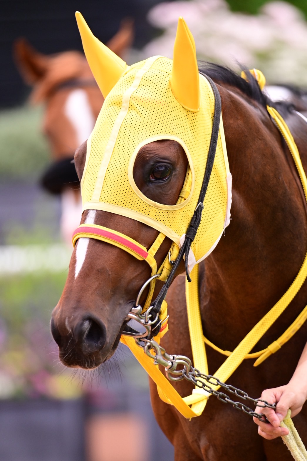 ブランド通販 く*ろ様 競走馬スペシャルウィーク無口 スポーツ選手