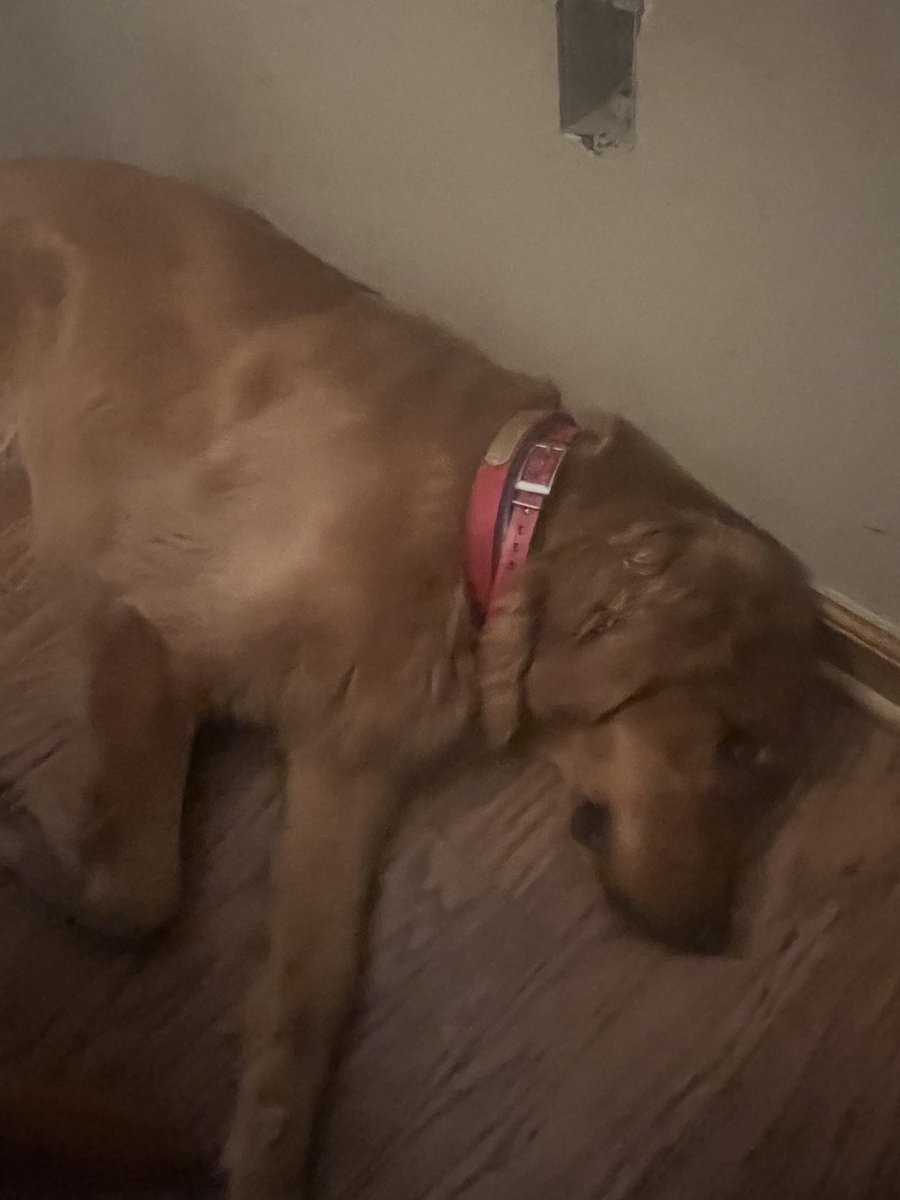 jasperbigsb's tweet image. Last Saturday’s dog of the night is this Saturday’s doesn’t want to even watch with me #OPLive