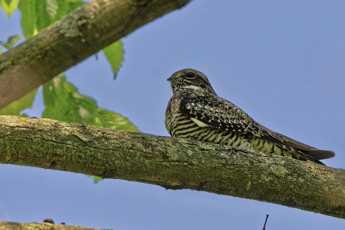 Common Nighthawk (Chordeiles minor) today (17may25)from the overlook at Shakespeare Garden in Central Park. Known for its erratic flight and “peent” call, this twilight insect hunter is vital for pest control but faces steep declines.#birdcpp #birdnerd #nikonphotography