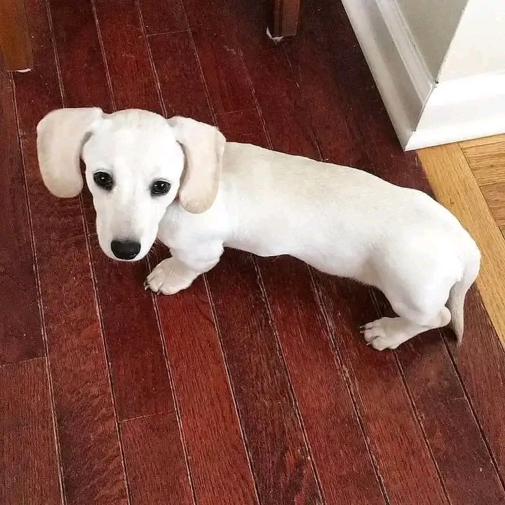 dachshund_heave's tweet photo. White Puppy😍 https://t.co/3YtAeZit1a