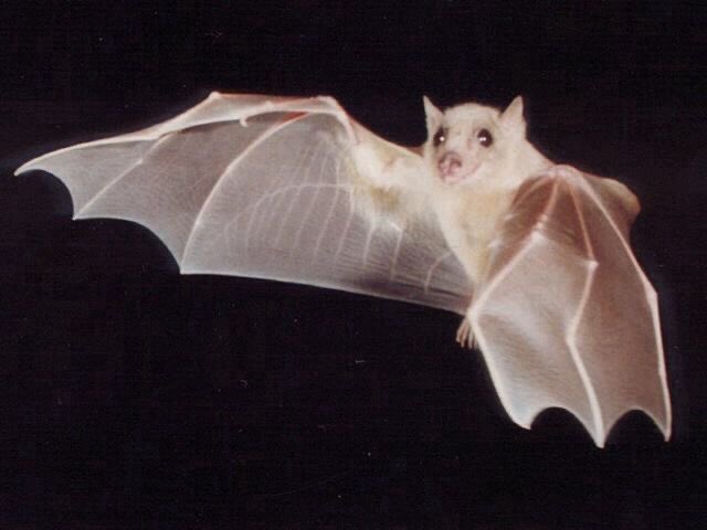 claudia is a pink eyed albino bat just btw
