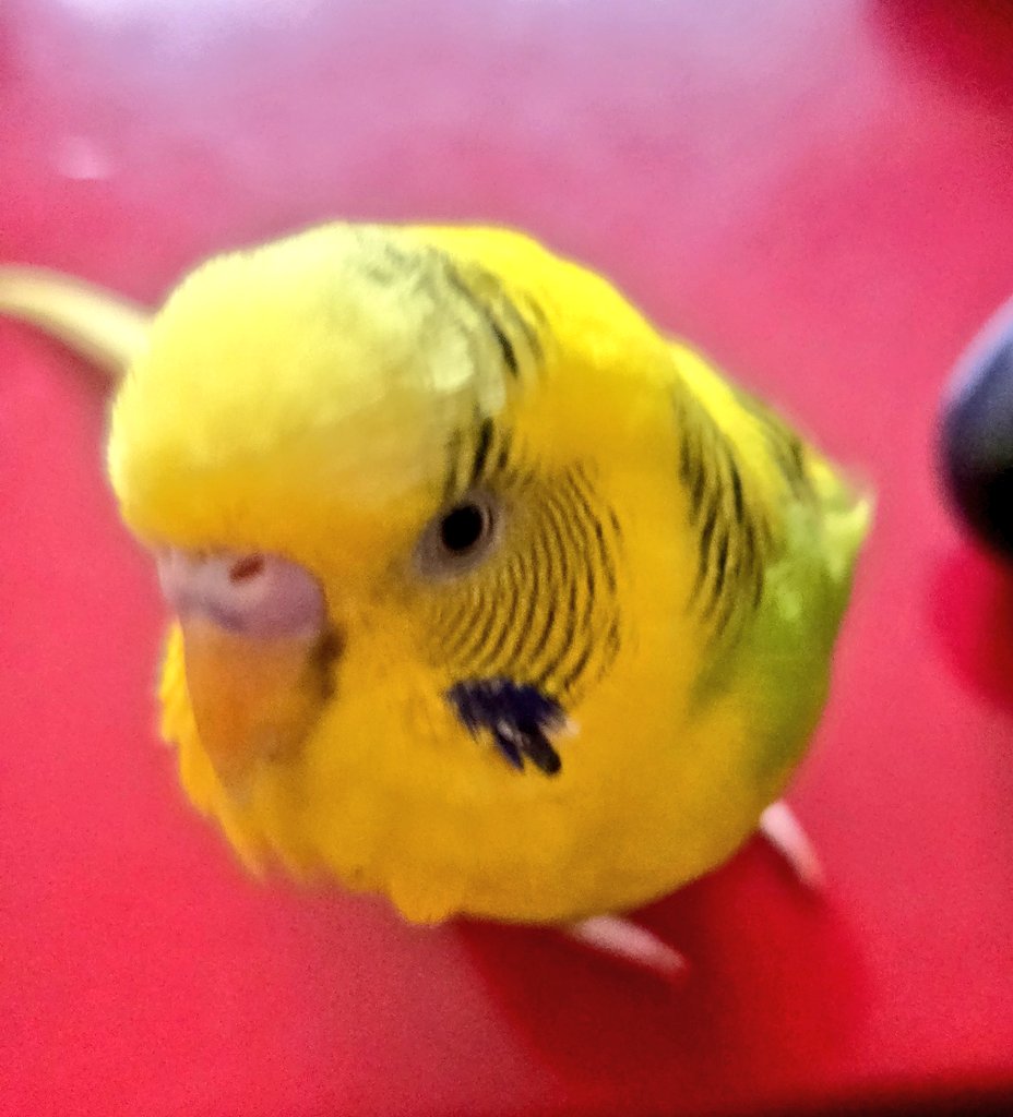 朝からイケメン
発見🐥⸒⸒