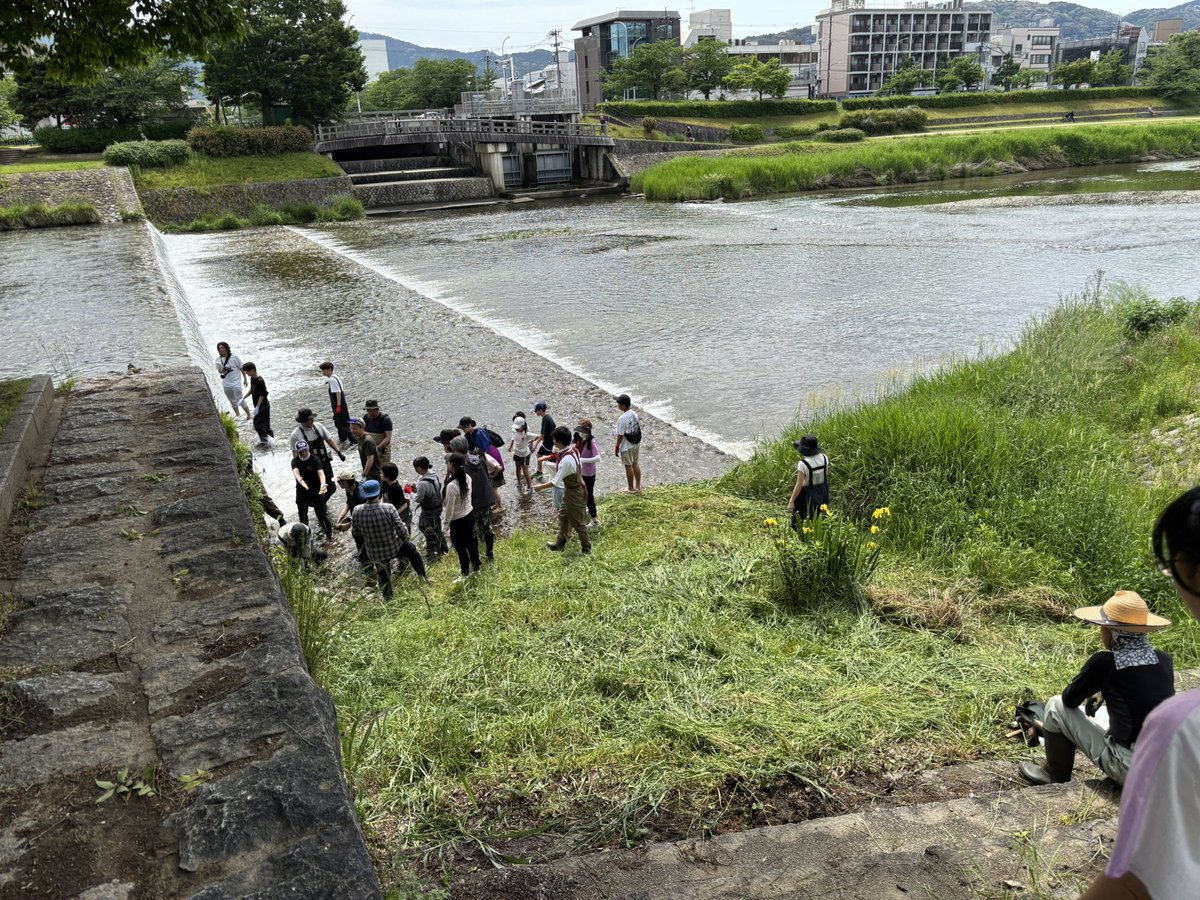 本日、鴨川で、
お昼まで鮎の丸太町魚道を
作ってます。生き物探しもしてます。
#鴨川
#京の川の恵みを活かす会
#魚道
#鮎
#京都
#鴨川漁協