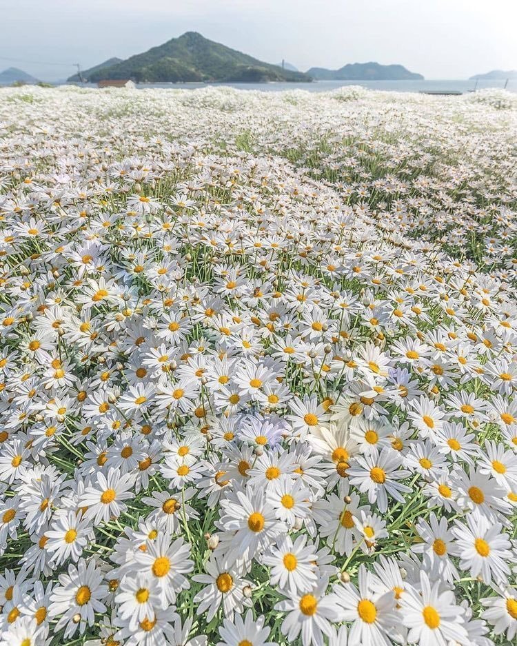 aestheticspost_'s tweet photo. Sea of Daisies in Mitoyo, Kagawa, Japan
 
📷: zeal_88 https://t.co/doUAPsVt9f