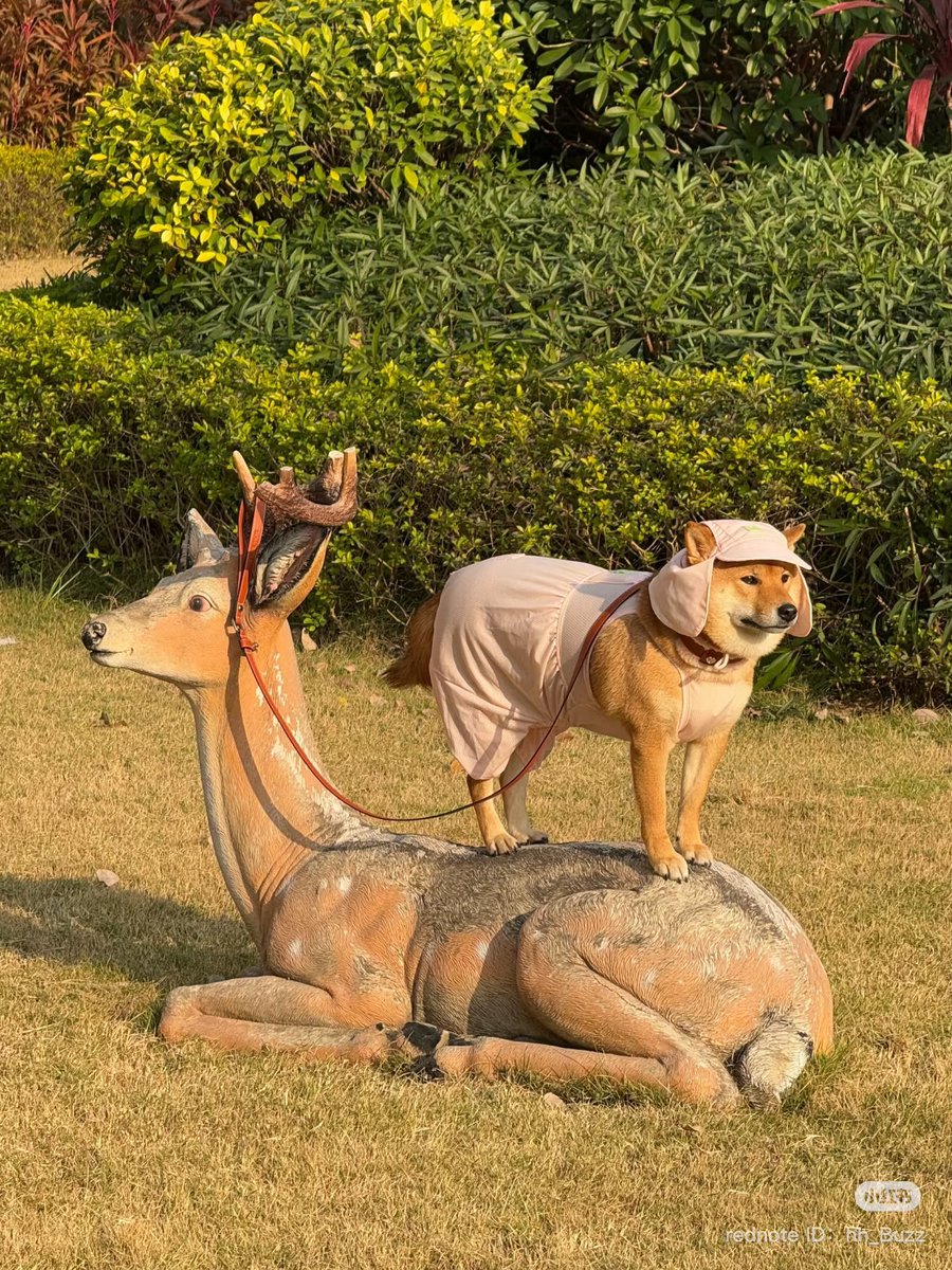 animalkyat's tweet photo. 実家の犬元気？と母にラインしたら送られてきた写真 https://t.co/v1tIocHYy9