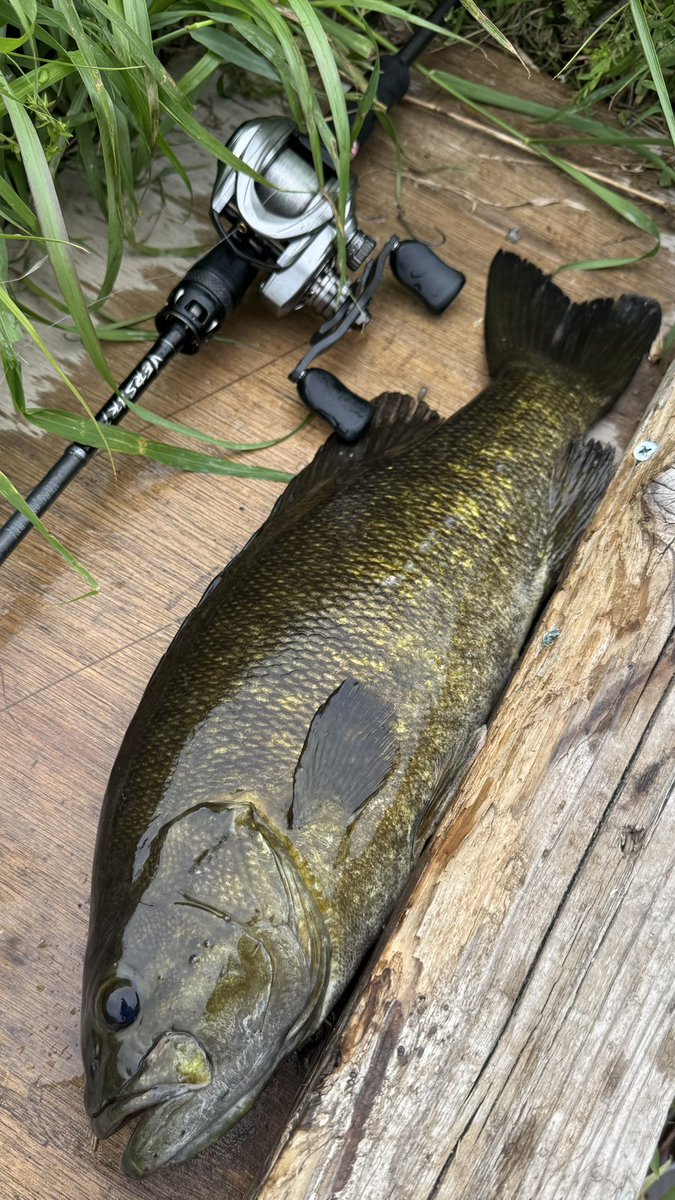 eiji0313's tweet photo. デッカいスモールが連発しました🎣

たまには群馬県内のバス釣りもいいね👍

#abugarcia 
#abugarciareel 
#abugarciaforlife 
#アブガルシア 

#berkley 
#berkleyfishing 
#バークレイ 
#バークレイマックスセント 
#マックスセント https://t.co/C0kiO6A7WC