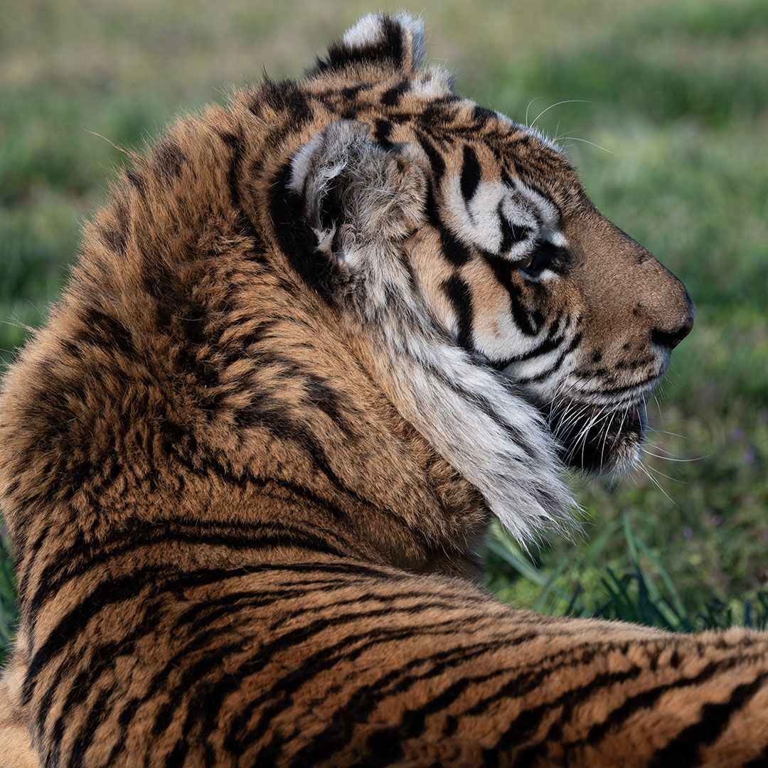 turpentinecreek's tweet photo. GOOD NIGHT, from the beautiful Aria Tiger!

#aria #TCWR #TurpentineCreek #GFAS #GlobalFederationAnimalSanctuaries #RescueToRefuge  #Sanctuary #BigCat #Cats #refuge #tiger #tigers #bigcats #goodnight #night #nightynite #nitenite #sleeptite #gnite #restwell #goodevening #evening https://t.co/4sZJRZTQT4